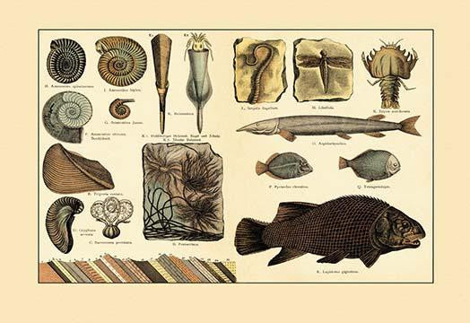 Fossil Plants and Organisms Fine Art Print - A Stunning Collection