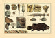 Fossil Plants and Organisms Fine Art Print - A Stunning Collection