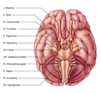 Cranial Nerves Illustration Fine Art Print by Evan Oto