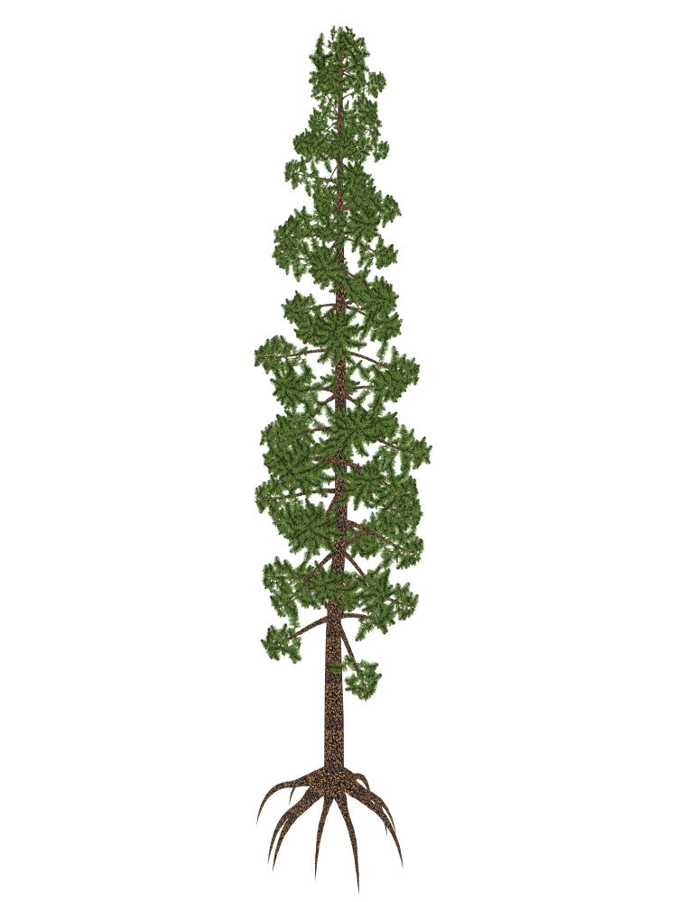 Wollemia Nobilis Prehistoric Tree Poster Print - Fine Art