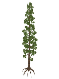 Wollemia Nobilis Prehistoric Tree Poster Print - Fine Art