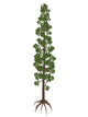 Wollemia Nobilis Prehistoric Tree Poster Print - Fine Art