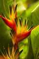 Hawaii, Maui Heliconia Flowers Fine Art Print by Dana Edmunds