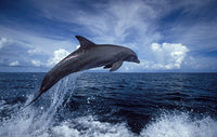 Bottlenose Dolphin in the Caribbean Fine Art Print by VWPics