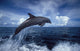 Bottlenose Dolphin in the Caribbean Fine Art Print by VWPics