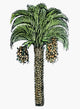 Date Palm Woodcut Print from Mattioli's Commentaires (1579)