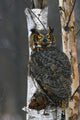 Great Horned Owl Perched Captive Fine Art Print by Tom Soucek