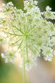 Queen Anne's Lace Flower Fine Art Print by Anna Miller