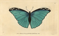 Menelaus Blue Morpho Butterfly Fine Art Print by Florilegius