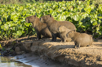 Capybara Family Portrait Fine Art Print by Janet Horton