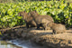 Capybara Family Portrait Fine Art Print by Janet Horton