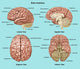 Brain Anatomy Illustration Fine Art Print by Gwen Shockey