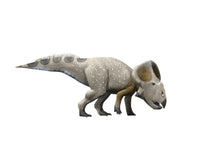 Protoceratops Dinosaur Fine Art Print - White Background