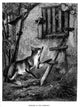 Common Fox Fine Art Print - 19th Century Wood Engraving by Granger Collection