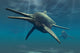 Shonisaurus Ichthyosaur Fine Art Print - Triassic Era