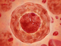 Cell Nucleus with Chromosome Fine Art Print - StockTrek Images