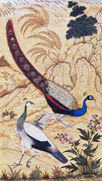India: Peafowl Mughal Album Painting Fine Art Print, C1610