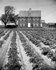 Potato Field by Farmhouse Fine Art Print - East Hampton, NY