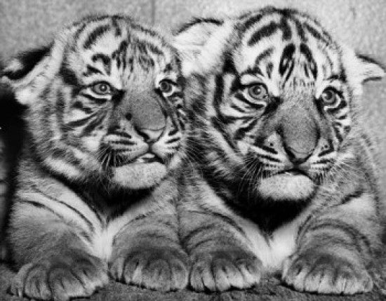 Close-Up of Two Adorable Tiger Cubs Fine Art Print