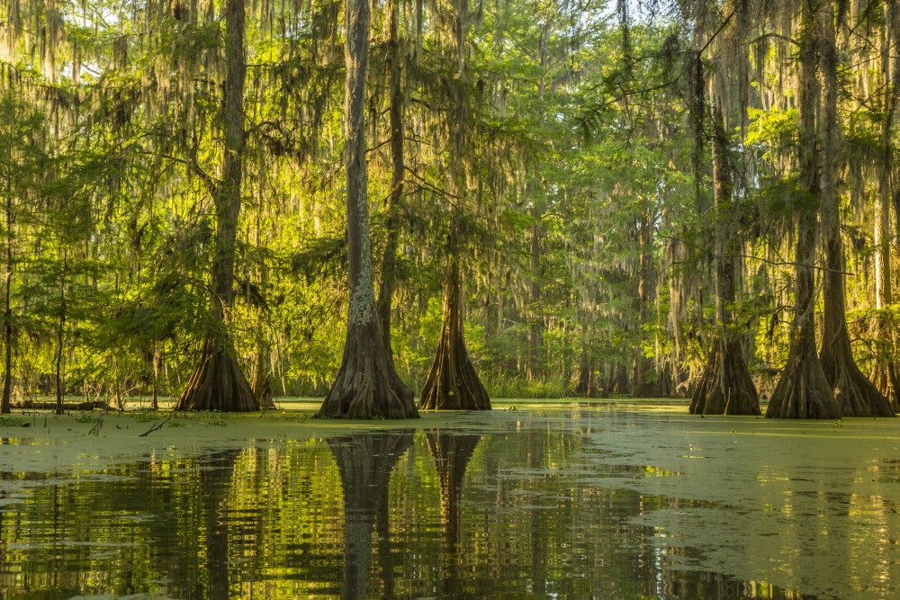 Cypress Swamp Forest at Lake Martin Fine Art Print by Jaynes Gallery