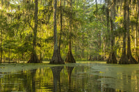 Cypress Swamp Forest at Lake Martin Fine Art Print by Jaynes Gallery