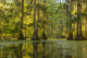 Cypress Swamp Forest at Lake Martin Fine Art Print by Jaynes Gallery