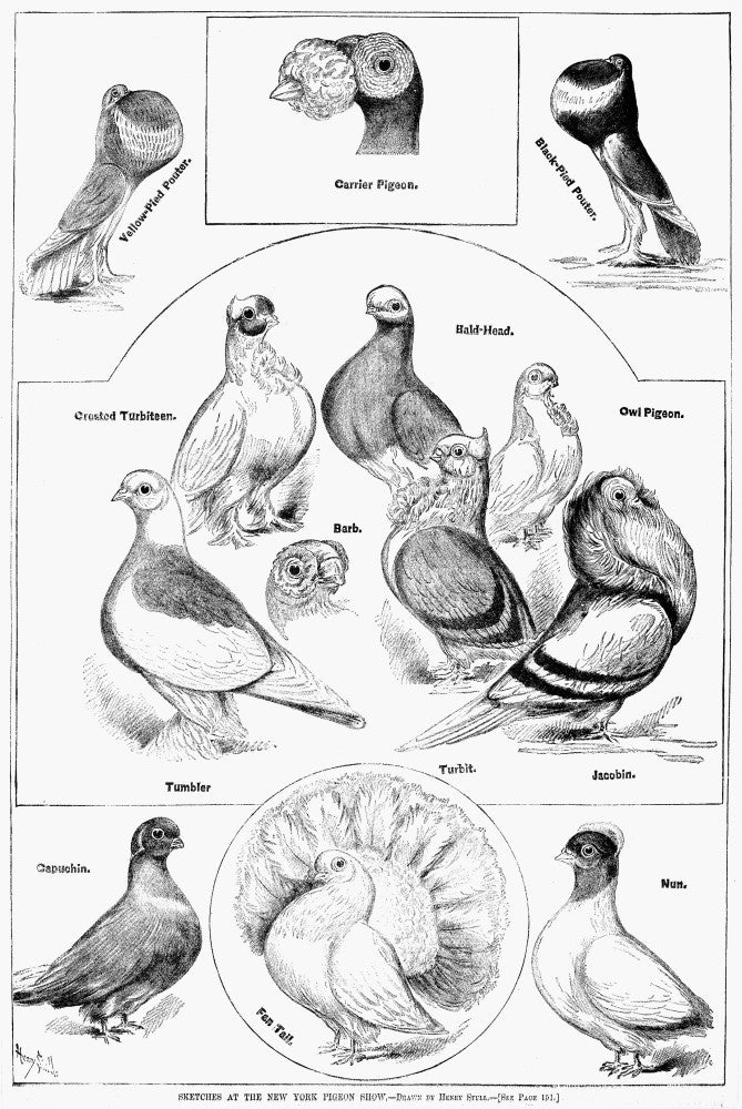 Pigeons 1879 Lithograph Poster Print from New York Pigeon Show