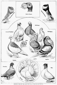 Pigeons 1879 Lithograph Poster Print from New York Pigeon Show
