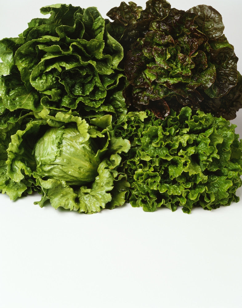 Agriculture Fine Art Print - Heads of Romaine & Leaf Lettuce