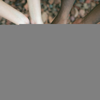 Interracial Hands Holding A Bible Fine Art Print by Design Pics