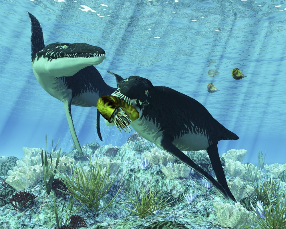 Liopleurodon Eating an Ammonite Fine Art Print - Jurassic Marine Life