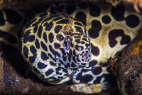 Cleaner Shrimp and Spotted Moray Eel Fine Art Print by Brook Peterson