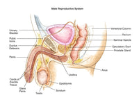 Male Reproductive System Fine Art Print by Spencer Sutton