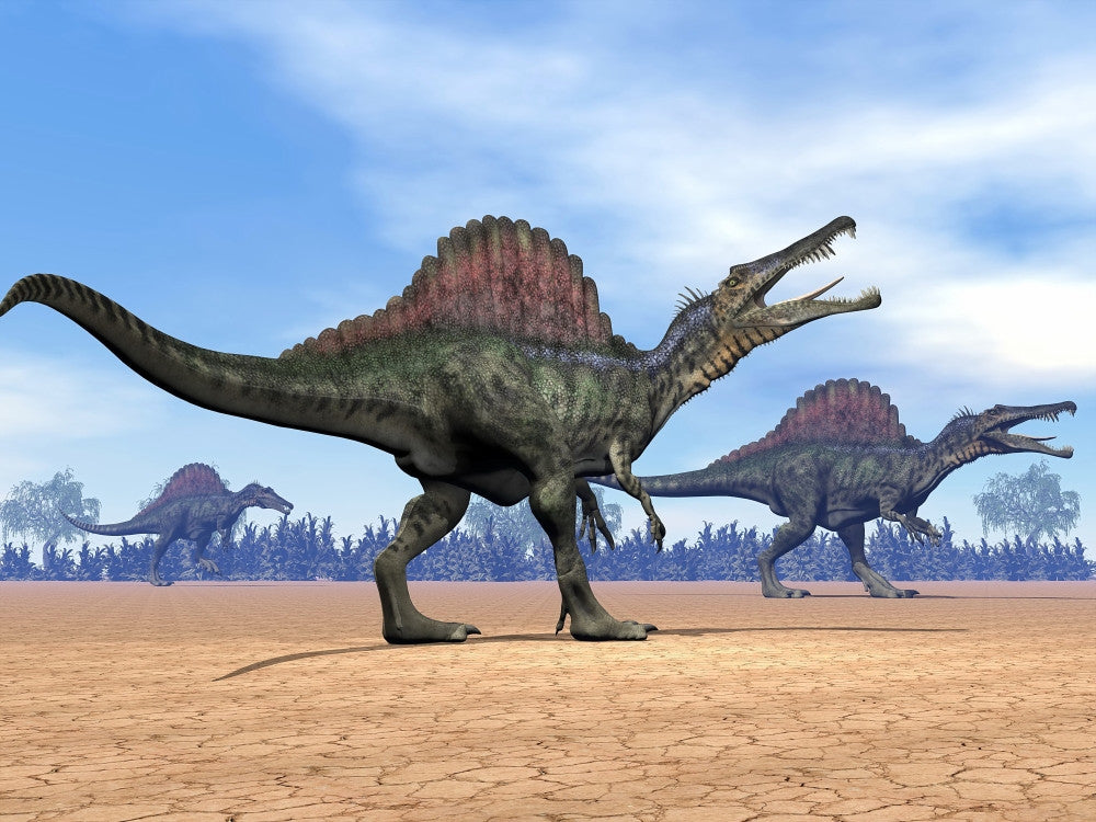 Three Spinosaurus Dinosaurs Walking in the Desert Fine Art Print