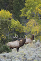 Rocky Mountain Bull Elk Bugling Fine Art Print by Ken Archer