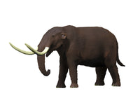 American Mastodon from the Pleistocene Epoch Fine Art Print