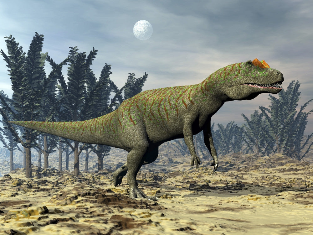 Allosaurus Dinosaur Walking Amongst Pachypteris Trees Poster Print