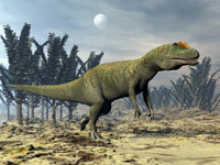 Allosaurus Dinosaur Walking Amongst Pachypteris Trees Poster Print