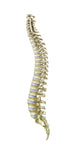 Human Spine Side View Fine Art Print by TriFocal Communications