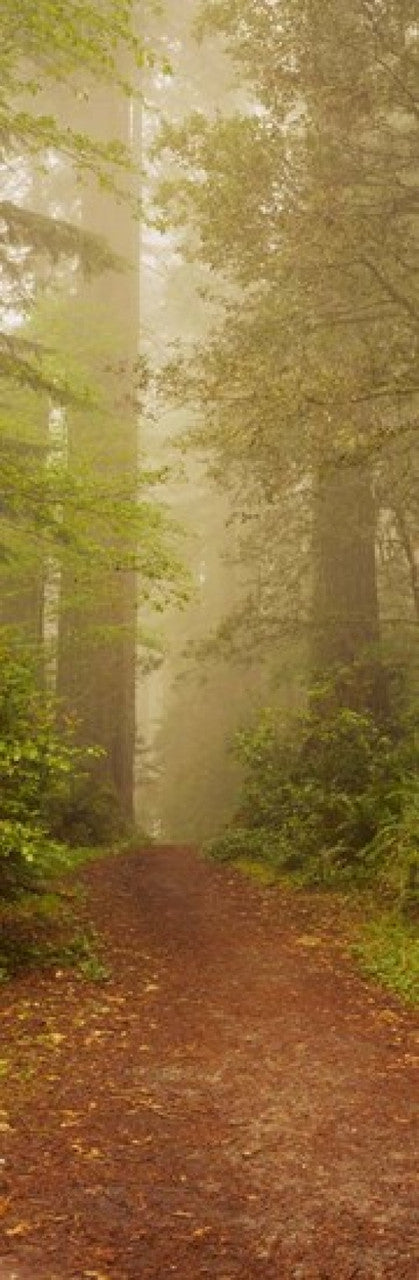 Redwood National Park California Photo Print by Panoramic Images (12x37)