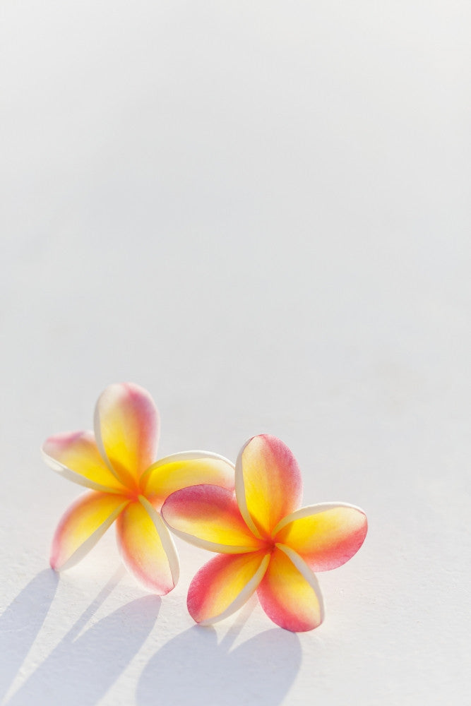 Stunning Yellow and Pink Plumeria Flowers Fine Art Print by Brandon Tabiolo