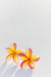 Stunning Yellow and Pink Plumeria Flowers Fine Art Print by Brandon Tabiolo