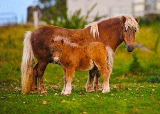 Shetland Ponies Standing on Grass Photo Print by Panoramic Images (36x26)