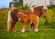 Shetland Ponies Standing on Grass Photo Print by Panoramic Images (36x26)