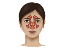 Anatomy of Nasal Sinuses Fine Art Print - StockTrek Images