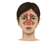 Anatomy of Nasal Sinuses Fine Art Print - StockTrek Images