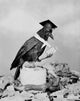 Wise Crow Reading Book Fine Art Print - Mortarboard & Glasses