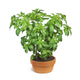 Organic Basil Plant Fine Art Print by Bruno Crescia