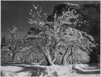 Half Dome Apple Orchard Yosemite Fine Art Print by Ansel Adams