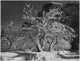 Half Dome Apple Orchard Yosemite Fine Art Print by Ansel Adams